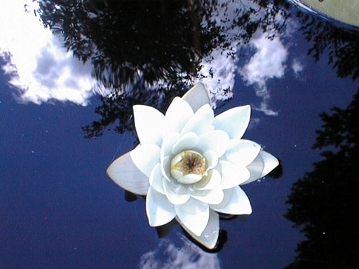 Water-lily