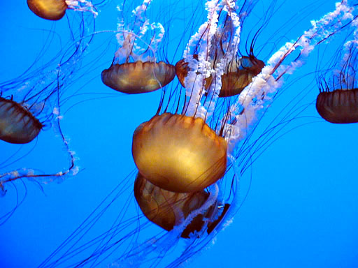 Sea Nettles